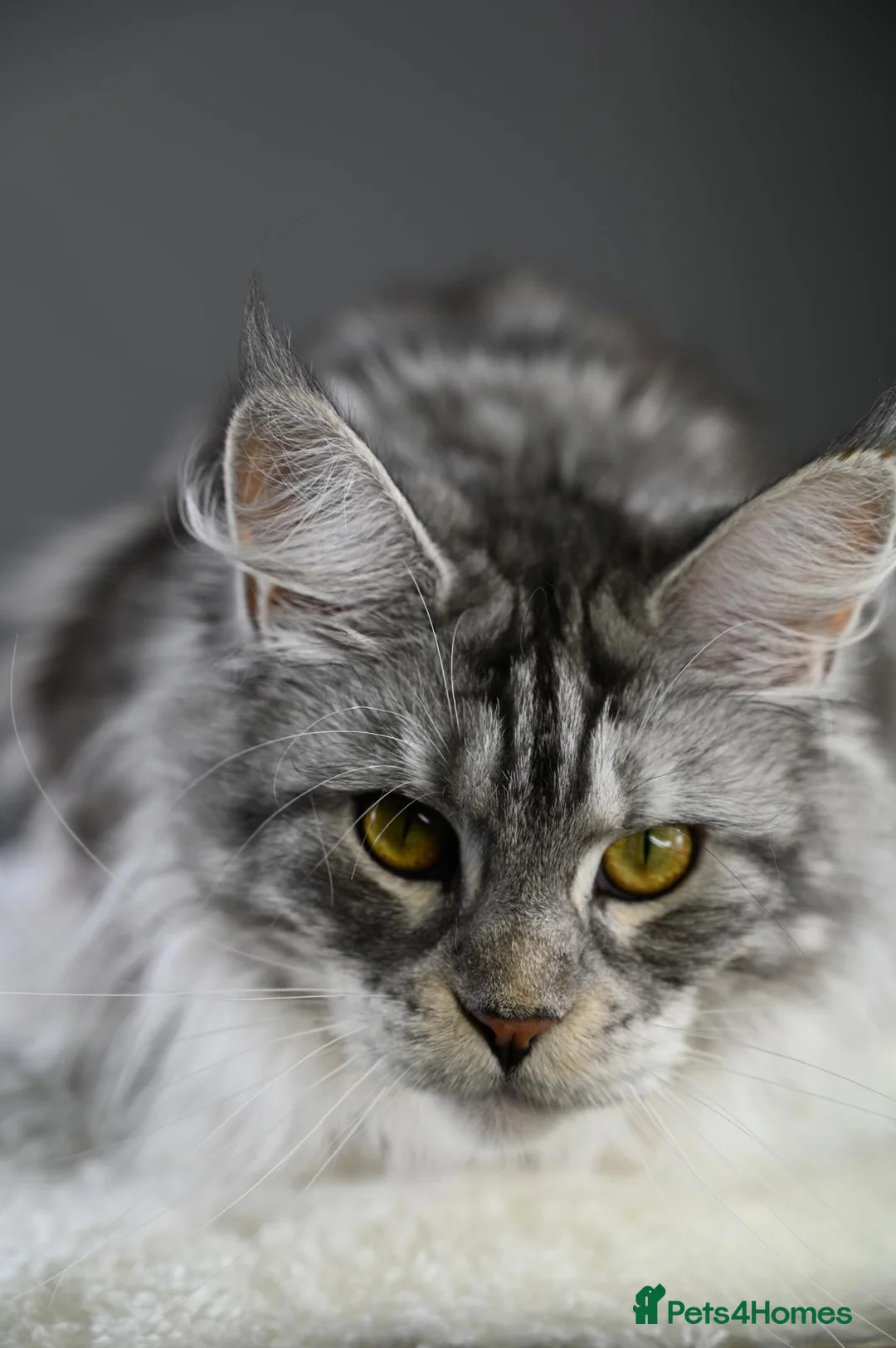 Maine Coon cats for sale: Peppy *Piggy*   - Advert 8