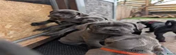 Cane Corso dogs for sale: Cane corso puppies  - Advert 9