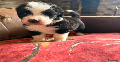 Bernedoodle dogs - Advert 2