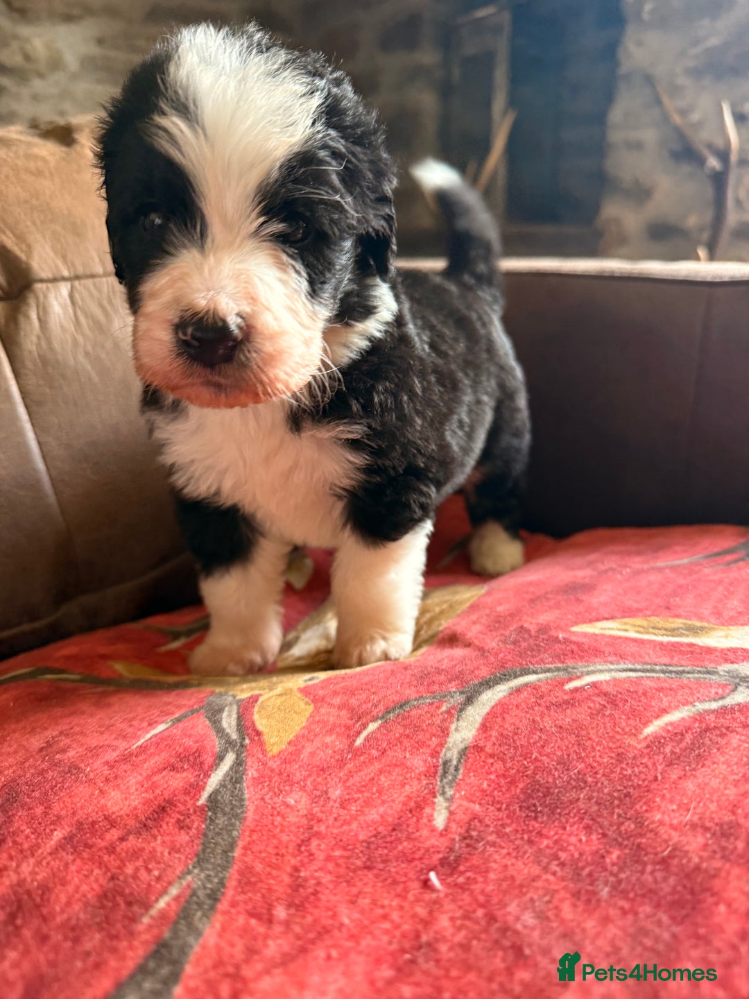 Bernedoodle dogs for sale: Bernadoodle home bred puppies boys and girls  - Image 2