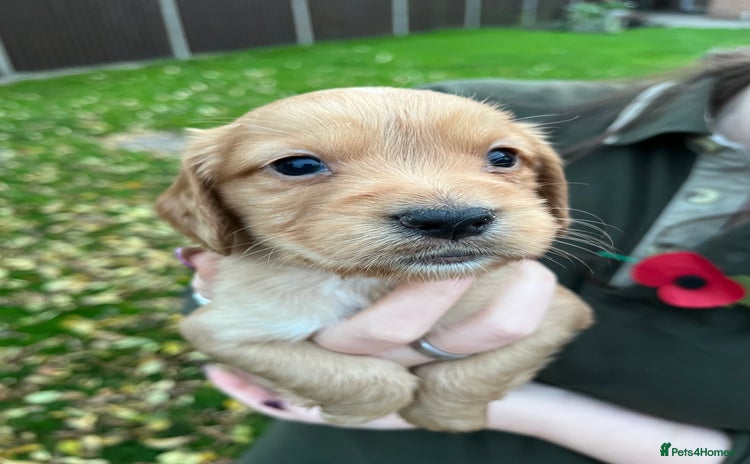 Cocker Spaniel dogs - Advert 3