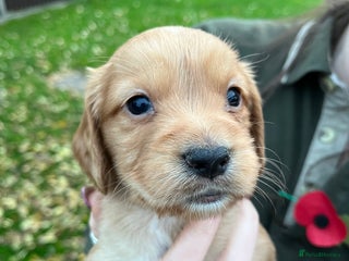 Cocker Spaniel dogs Working Cocker Spaniel Pups - Advert 6