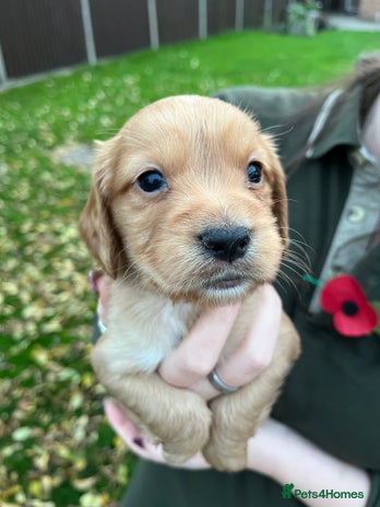 Cocker Spaniel dogs - Advert 3