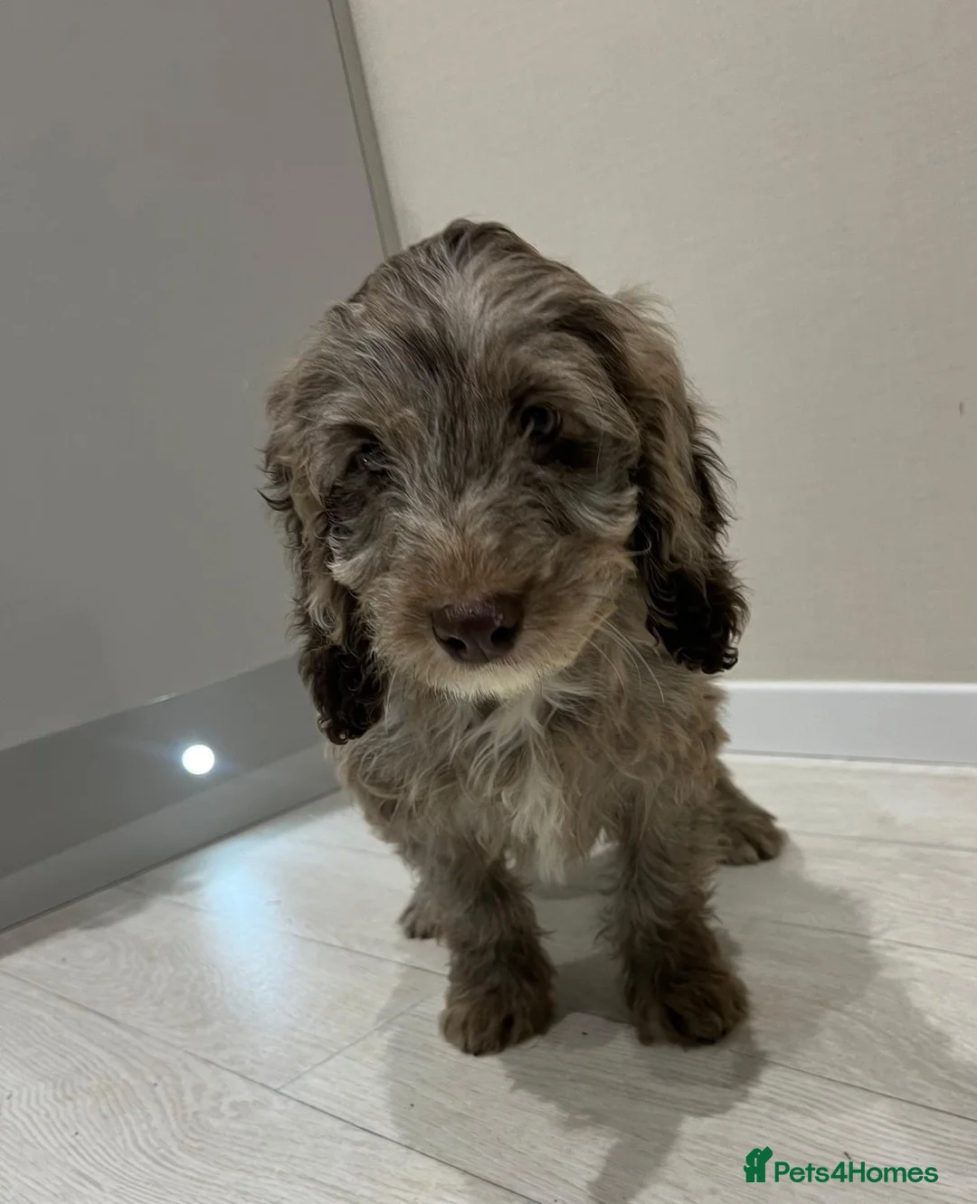 Cockapoo dogs for sale: Ready now unusual all types of colours - Advert 5