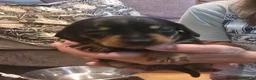 Dachshund dogs for sale: Dachshund  - Advert 13