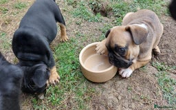 French Bulldog dogs for sale: BINGO  - Image 16