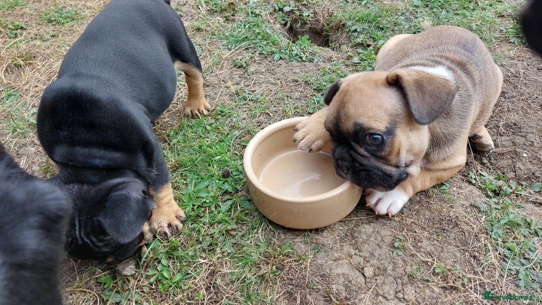 French Bulldog dogs for sale: BINGO  - Image 16