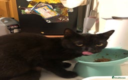 British Shorthair cats for sale: 10 month old kitten - Image 1
