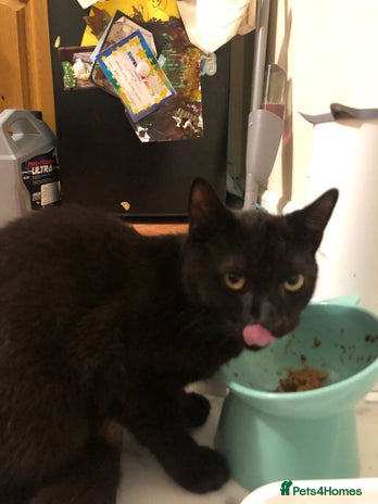 British Shorthair cats - Advert 13