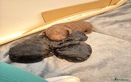 Cockapoo dogs for sale: 25%cocker spaniel 75% toy red poodle - Image 17