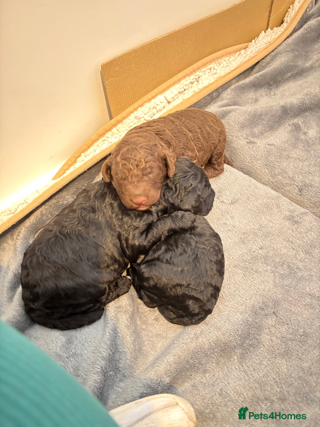 Cockapoo dogs for sale: 25%cocker spaniel 75% toy red poodle - Image 17