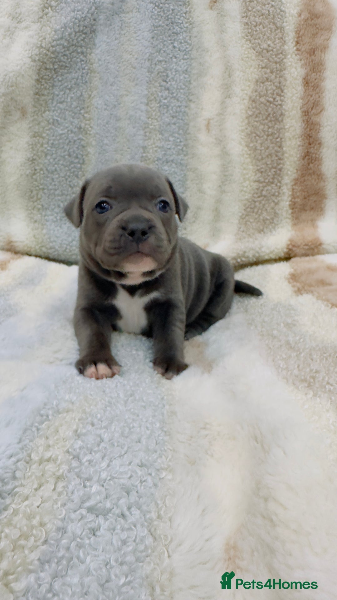 Staffordshire Bull Terrier dogs for sale: ✨🥰🐶 KC Registered Staffordshire Bull Terrier  🐾 - Advert 32