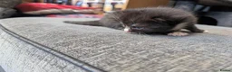 Mixed Breed cats for sale: Black and White Kittens - Advert 13