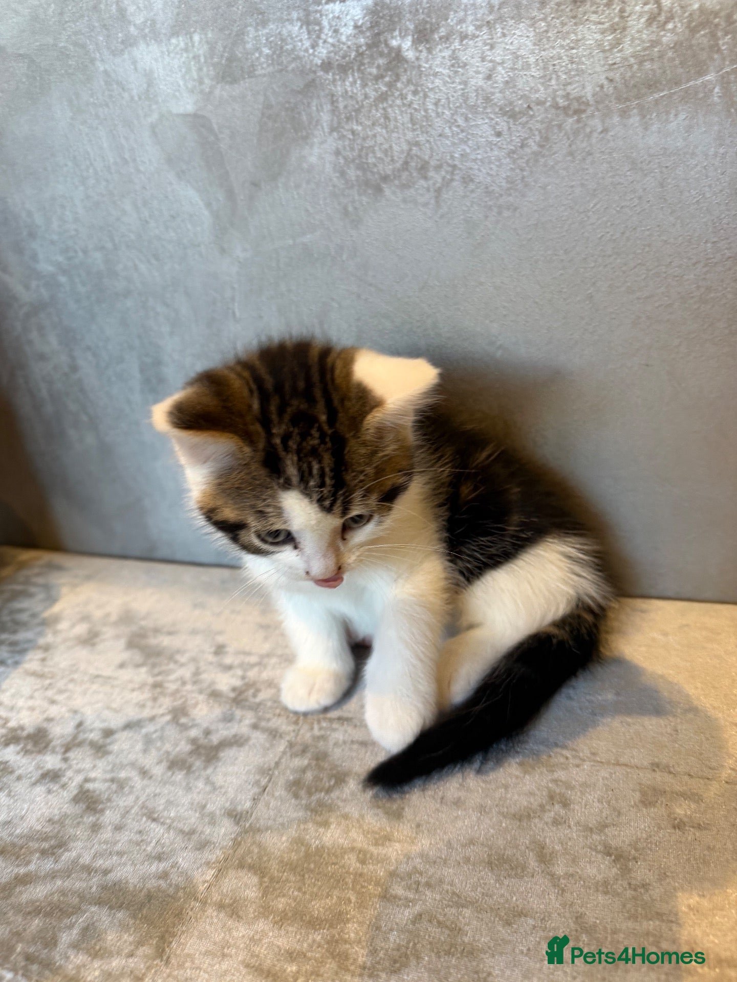 Mixed Breed cats Kittens for sale  - Advert 2