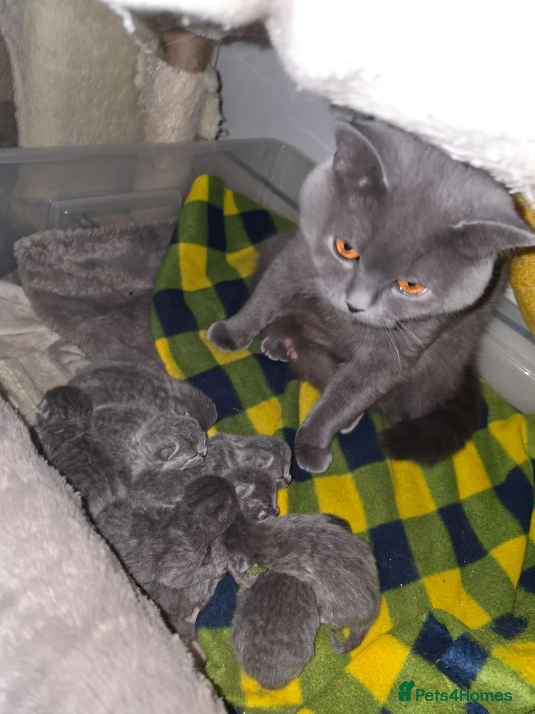 Scottish Fold cats for sale: 7 Scottish fold 😍beautiful  healthy kittens - Advert 2