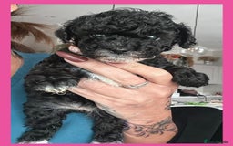 Cavapoo dogs for sale: F1 TOY CAVAPOOS ‘ONYX’ HEALTH TESTED - Image 12