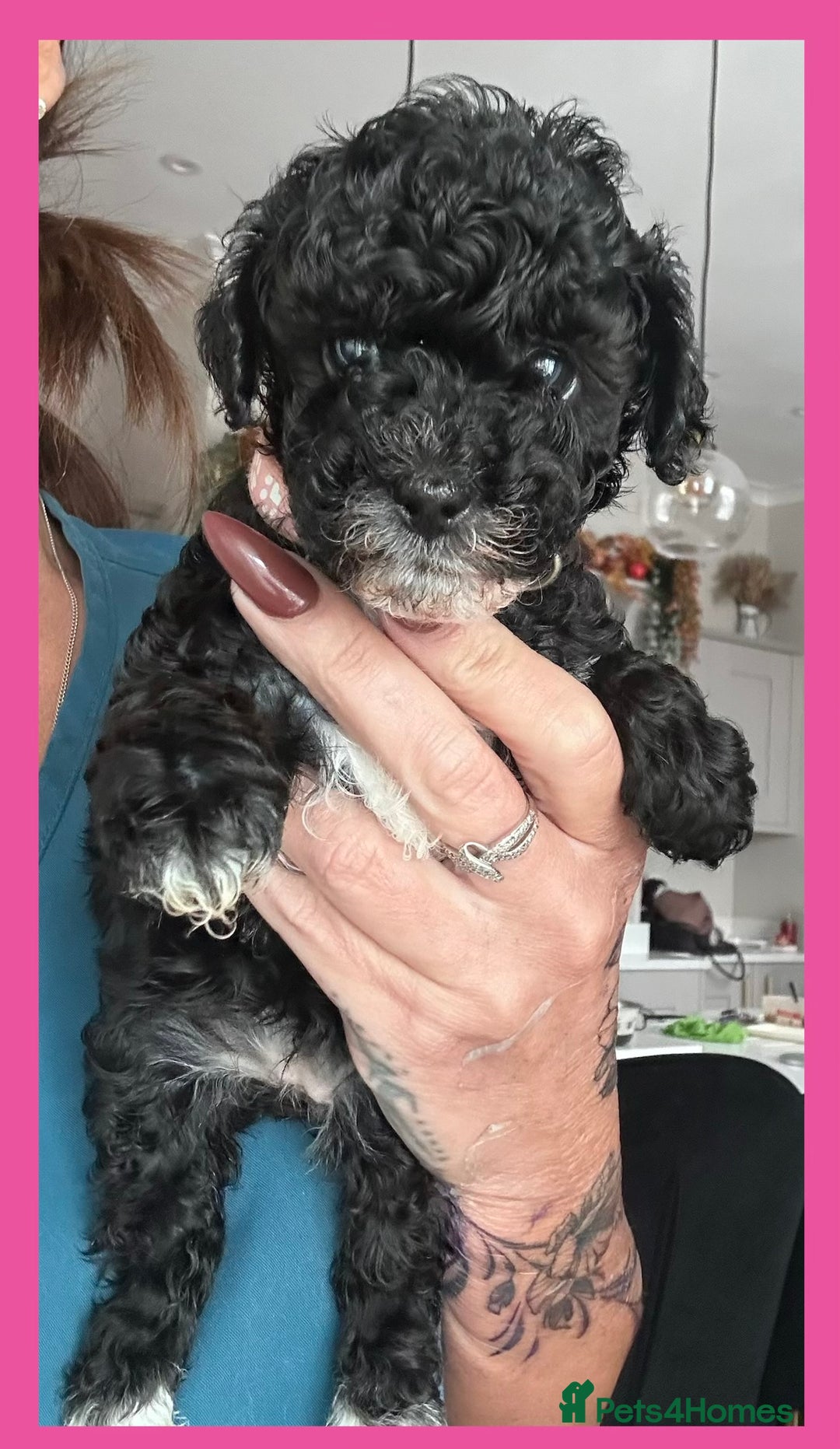 Cavapoo dogs for sale: F1 TOY CAVAPOOS ‘ONYX’ HEALTH TESTED - Image 12