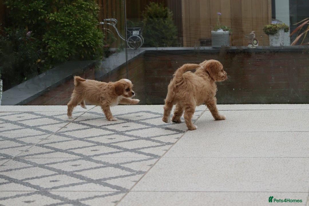Cavapoo dogs for sale: F1 Cavapoo puppies for sale - Image 4