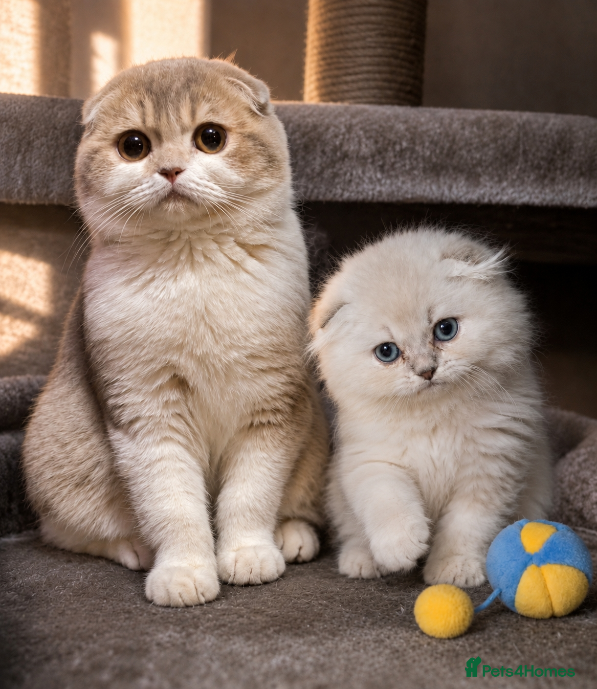 Scottish Fold cats for sale: 💓 LAST KITTEN 🐾 TICA reg - Advert 8