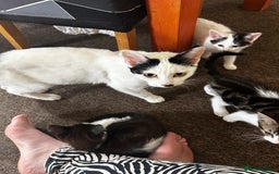 Domestic Shorthair cats for sale: 10 week old kittens - Image 10