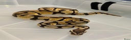 Python Snake reptiles for sale: Collection of ball pythons  - Advert 15