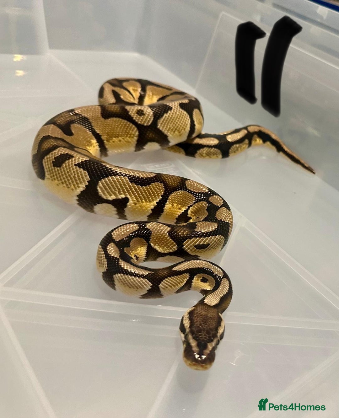 Python Snake reptiles for sale: Collection of ball pythons  - Advert 15