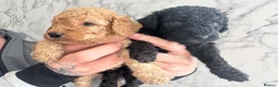 Miniature Poodle dogs for sale: Miniature Poodle Puppies 🐩🐩 - Advert 6