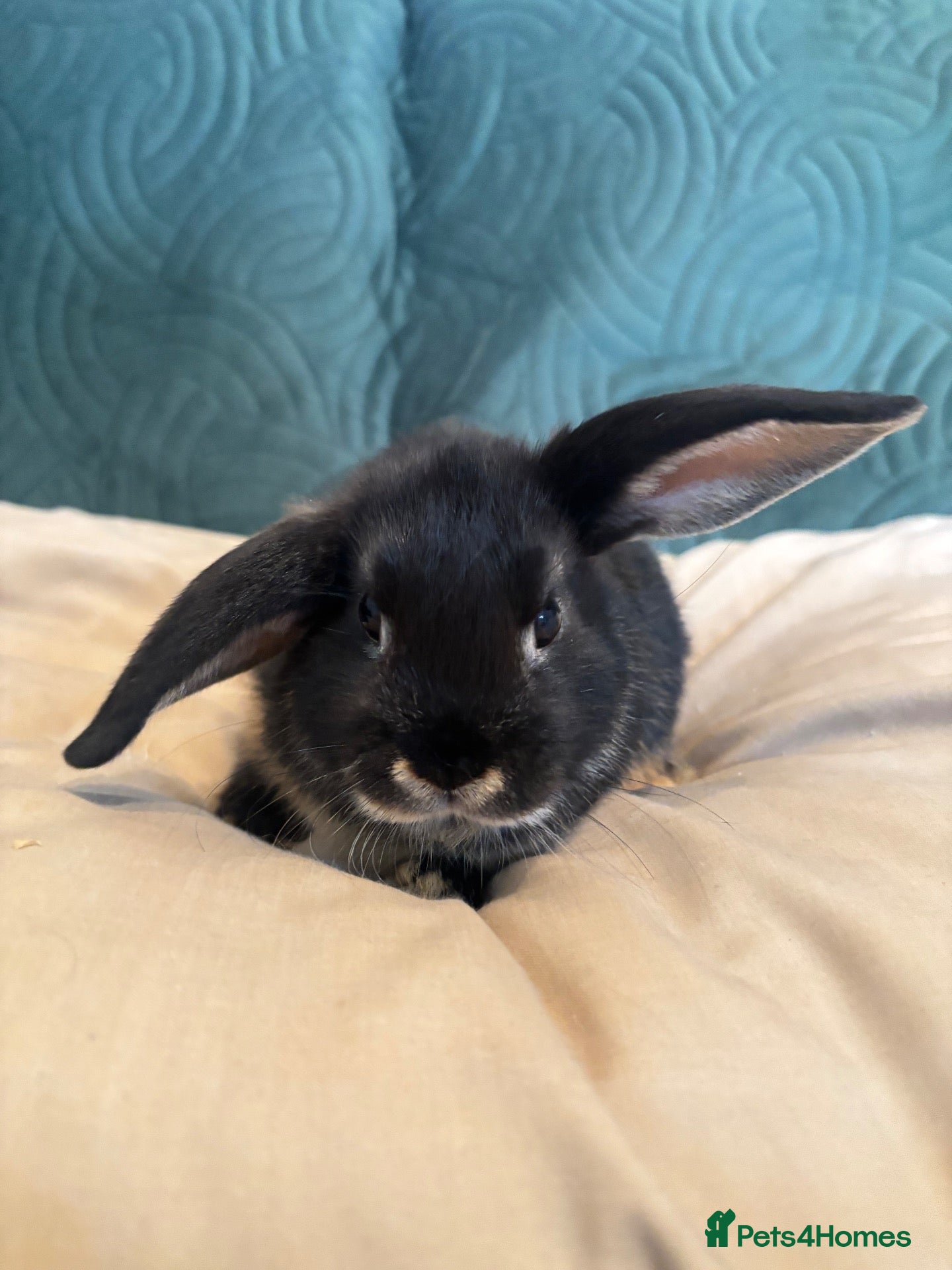Mixed Breed rabbits 4 mini lop cross 3 female 1 male - Advert 1