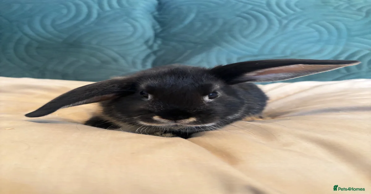 Lop Rabbits for Sale for sale | Pets4Homes