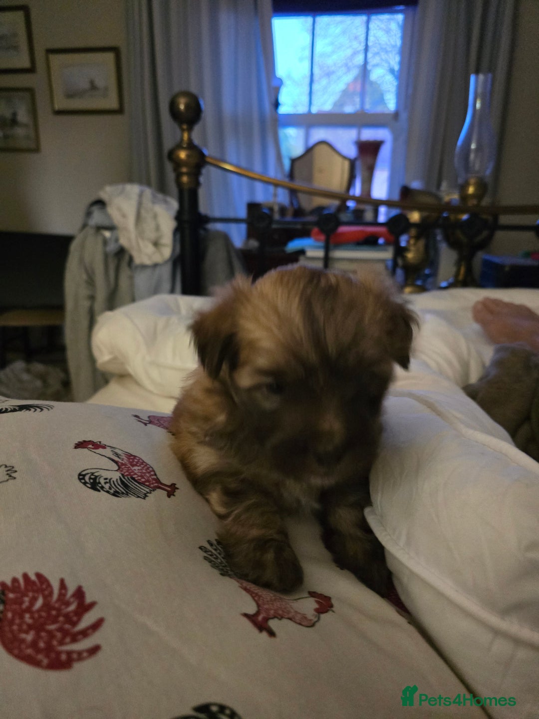 Mixed Breed dogs for sale: Miss Field - Advert 4