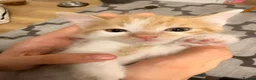 Domestic Shorthair cats for sale: 3 kittens, one ginger, two beige & white all male - Advert 8