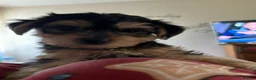 Yorkiepoo dogs for sale: Yorkshire puppies  - Advert 2