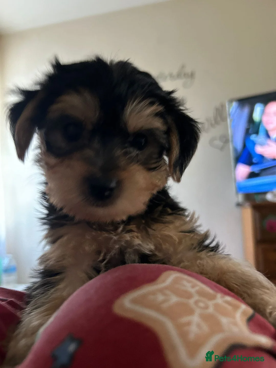Yorkiepoo dogs for sale: Yorkshire puppies  - Advert 2