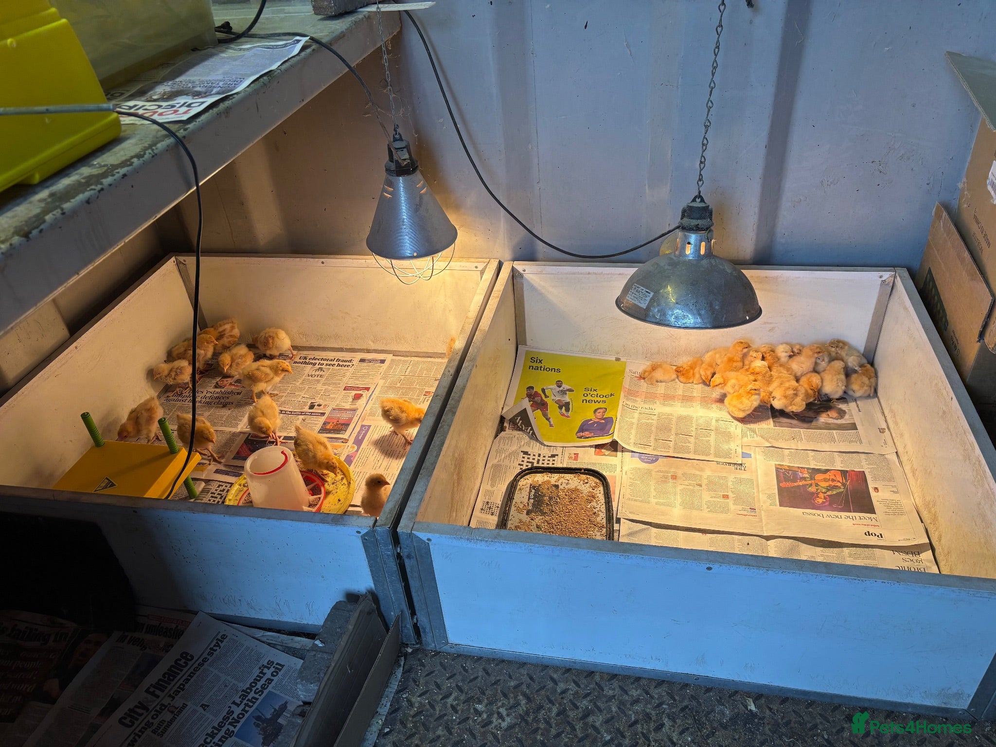 Chickens poultry Pure buff Orpington’s  - Advert 1