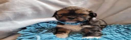 Lhasa Apso dogs for sale: Lhasa Apso — Ready to go! Beautiful Babies. - Advert 11