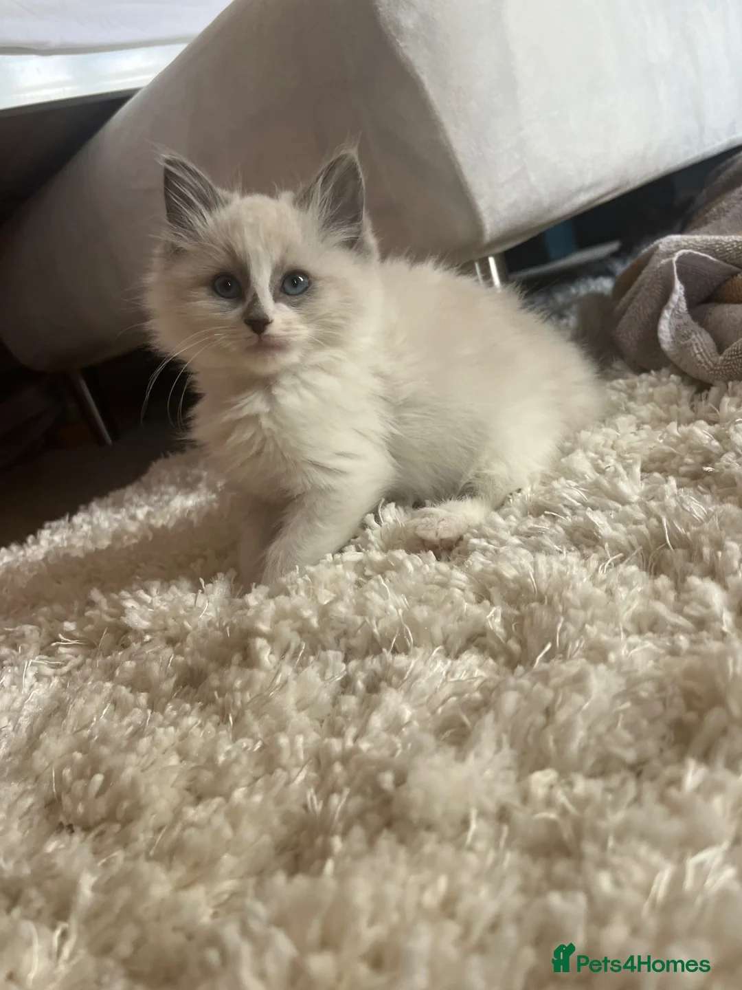 Ragdoll cats for sale: blue&lilac bi colour ragdolls   - Advert 2