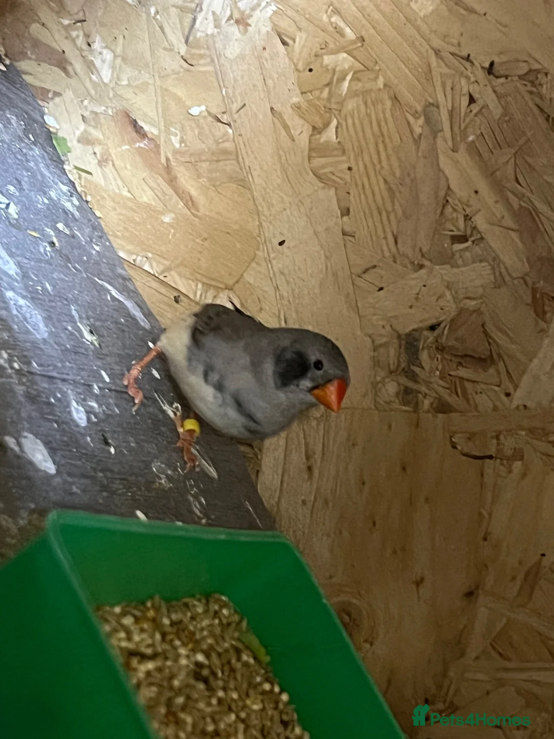 Finches birds for sale: 16 zebra finch - Advert 10