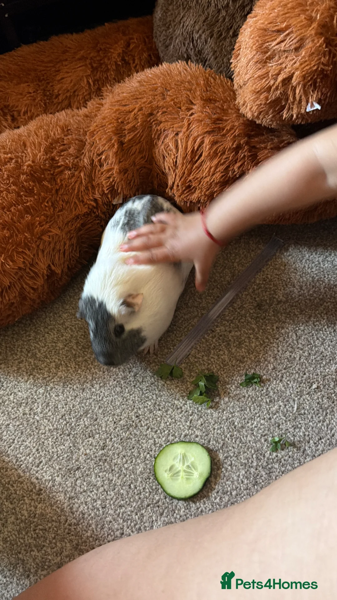 Guinea Pig rodents for sale: Two female Guinea pigs in London - Advert 1