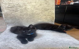 Norwegian Forest Cat cats for sale: Brown Norwegian Forest Cats  in Coventry - Image 12