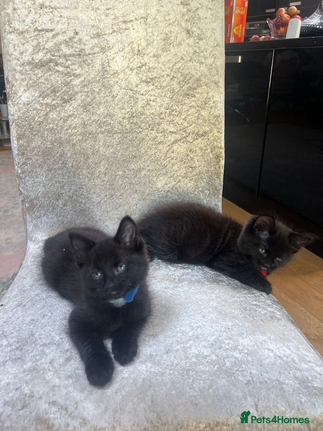 Norwegian Forest Cat cats for sale: Brown Norwegian Forest Cats  in Coventry - Image 12