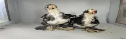 Chickens poultry for sale: MOTTLED PEKIN GROWERS  - Advert 5