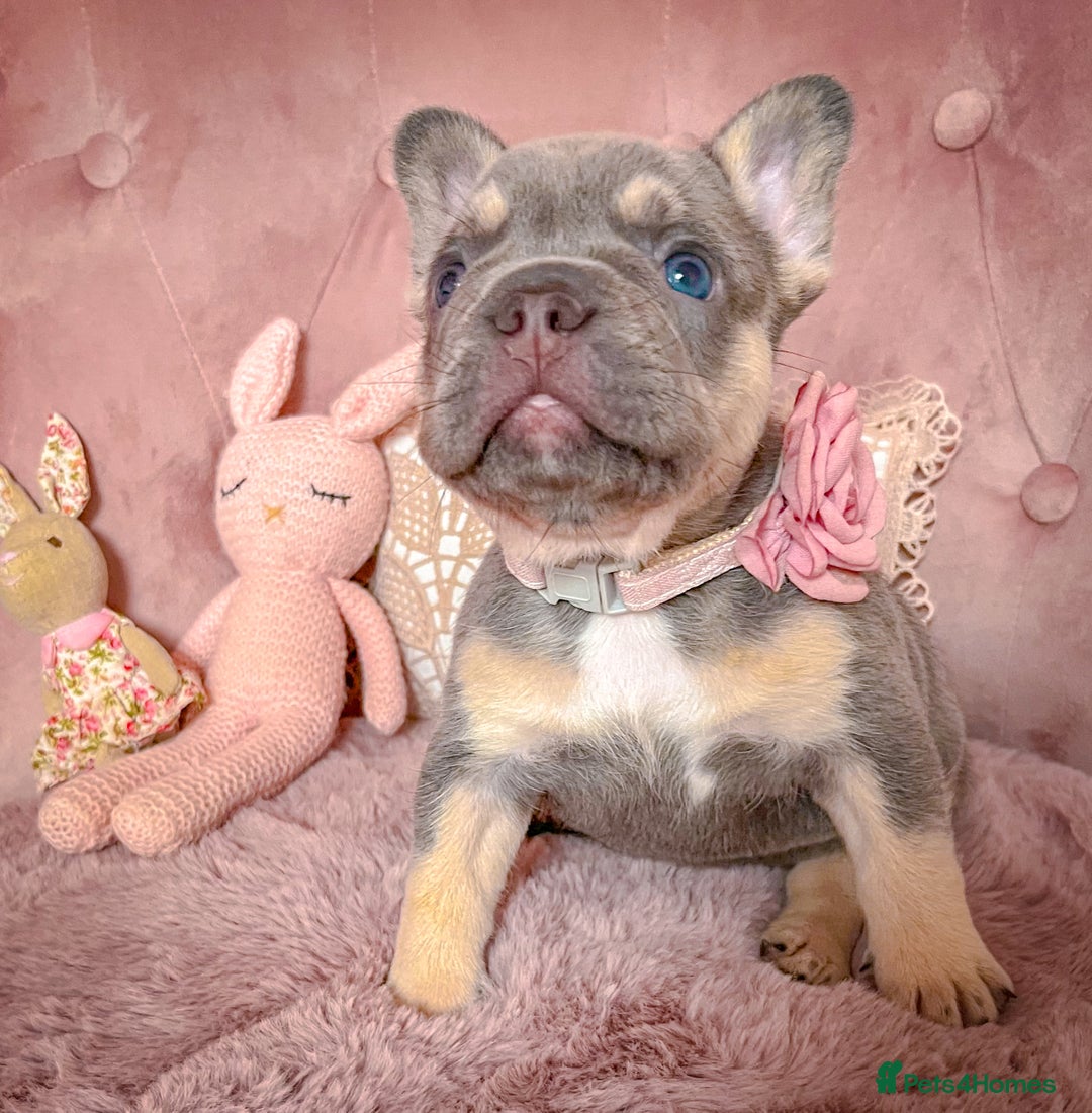 French Bulldog dogs for sale: 🌸BEAUTIFUL PUPPIES LILAC&TAN,FLUFFY,TESTABLE🌸 - Image 12
