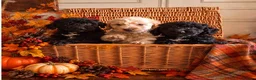 Saint Berdoodle dogs for sale: Miniature F1b Saint Bernadoodles  - Advert 4