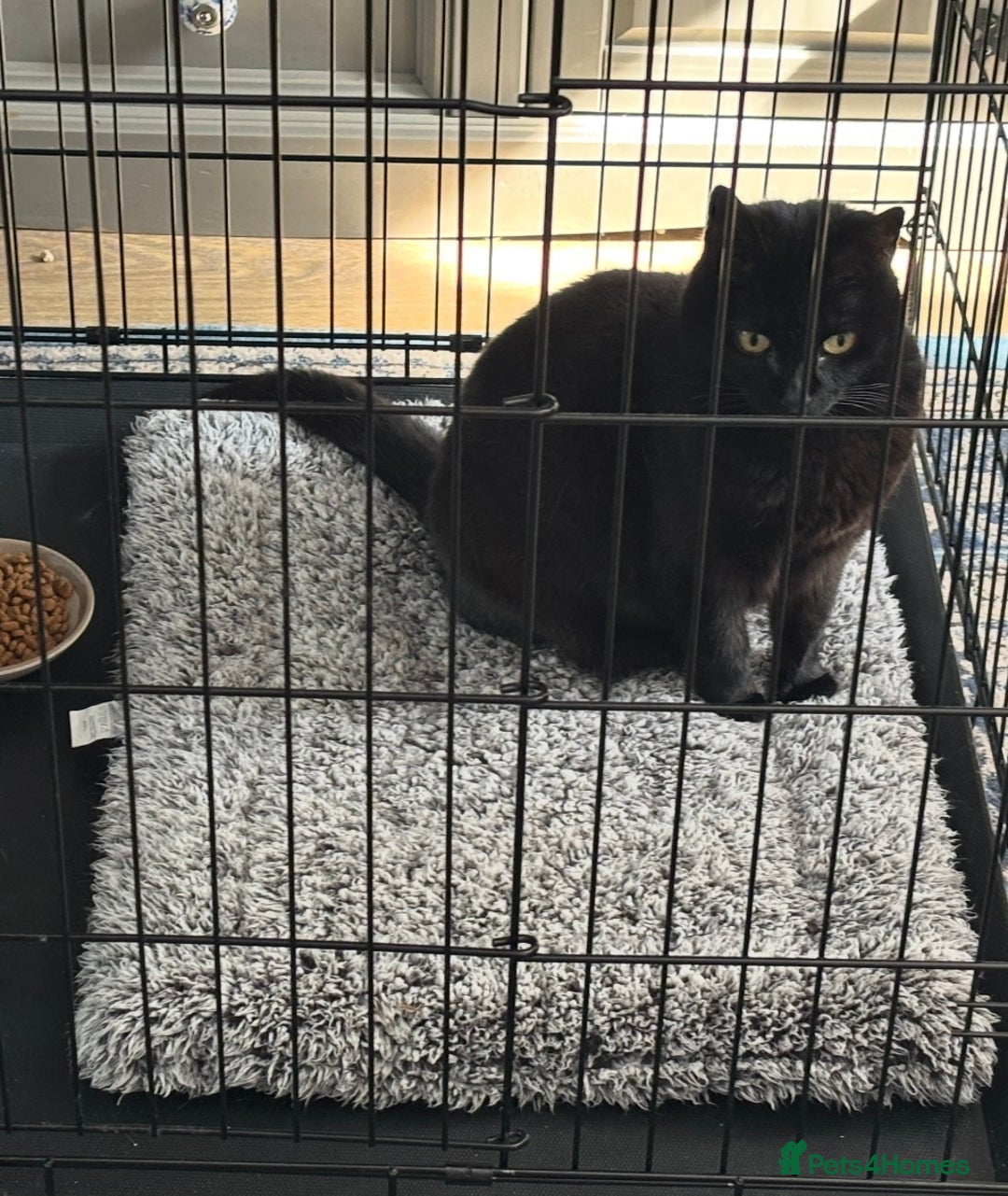 Domestic Shorthair cats for adoption: Midnight 🖤 - Image 3