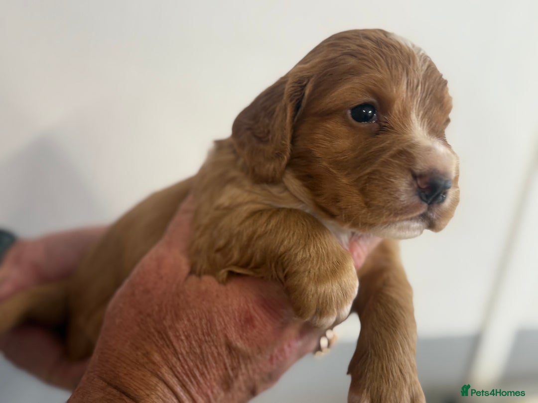 Cocker Spaniel dogs for sale: Last pup Working Cocker Spaniel Puppies! 🐶 in Chatteris - Image 18