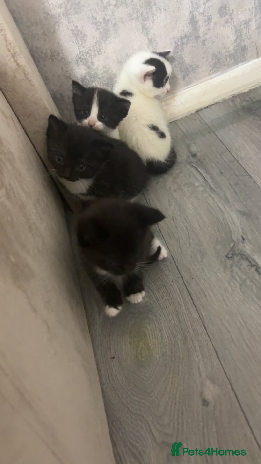 British Shorthair cats for sale: 6 beautiful black and white kittens - Image 2