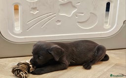 Labrador Retriever dogs for sale: THE LAST 4 KC HEALTH TESTED LABS READY TO NOW.  - Image 11