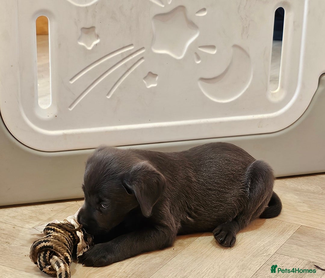Labrador Retriever dogs for sale: THE LAST 4 KC HEALTH TESTED LABS READY TO NOW.  - Image 11
