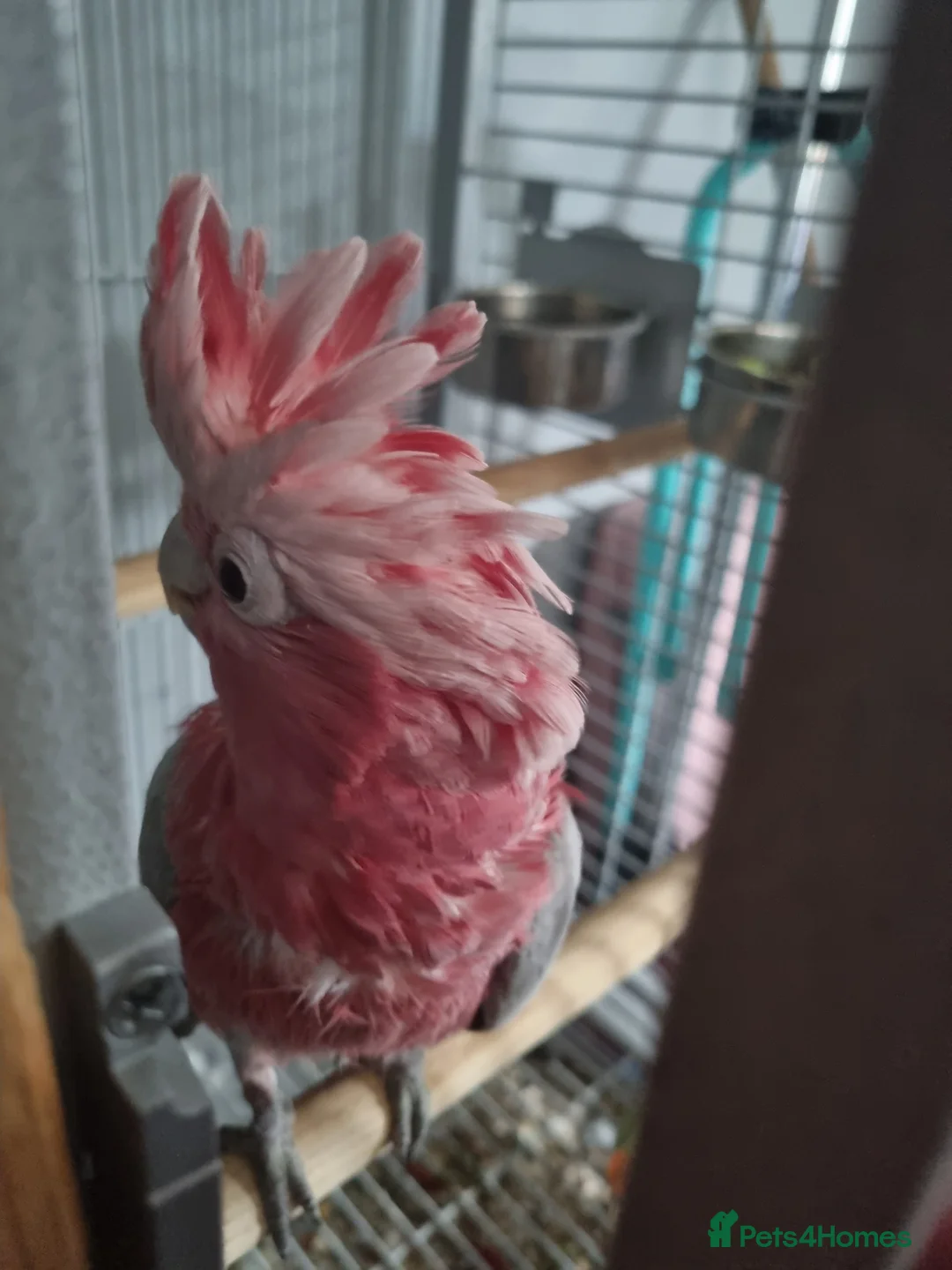 Cockatoo birds for sale: Galah cockatoo  - Advert 2