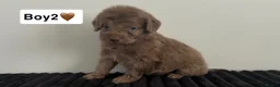 Cockapoo dogs for sale: Cockapoo puppies  - Advert 7